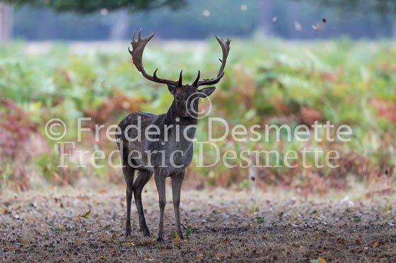 Fallow deer 118 (Dama dama)