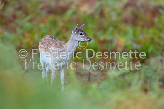 Fallow deer 116 (Dama dama)