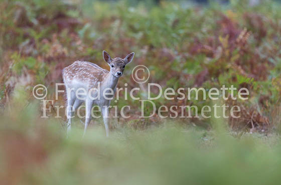 Fallow deer 114 (Dama dama)
