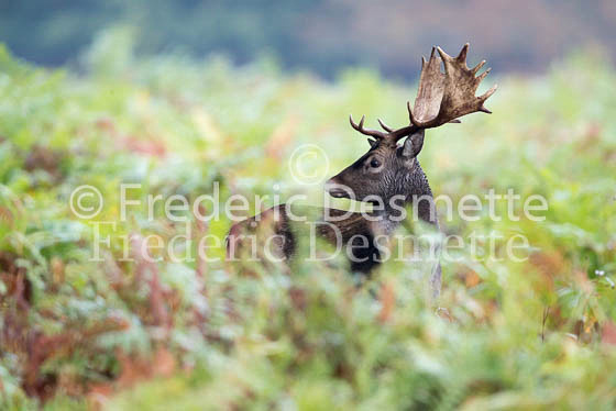 Fallow deer 144 (Dama dama)