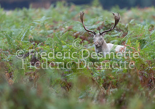 Fallow deer 143 (Dama dama)