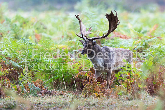 Fallow deer 95 (Dama dama)