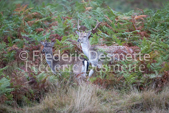 Fallow deer 138 (Dama dama)