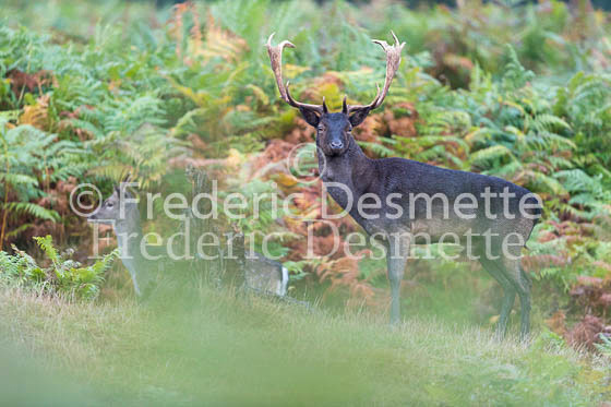 Fallow deer 133 (Dama dama)
