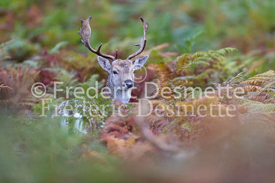 Fallow deer 132 (Dama dama)