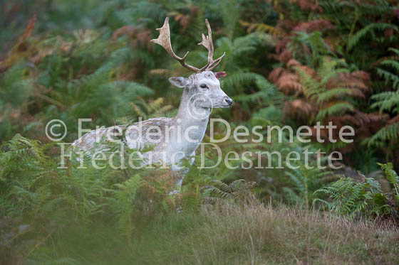 Fallow deer 113 (Dama dama)