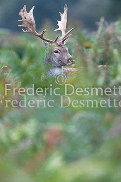 Fallow deer 128 (Dama dama)