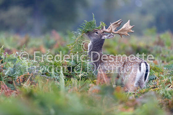 Fallow deer 125 (Dama dama)