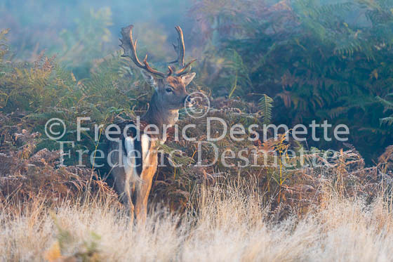 Fallow deer 152 (Dama dama)