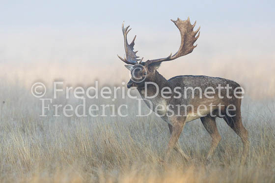 Fallow deer 96 (Dama dama)