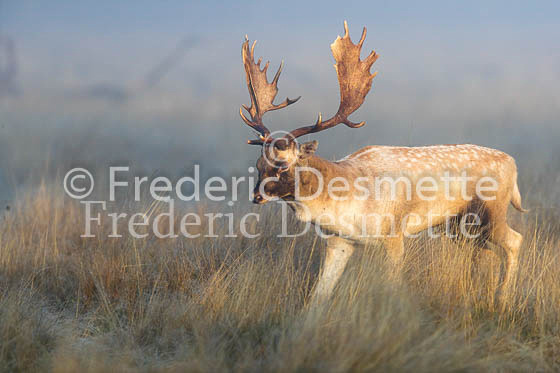 Fallow deer 97 (Dama dama)