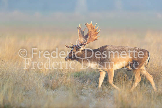 Fallow deer 92 (Dama dama)