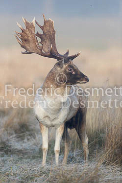 Fallow deer 103 (Dama dama)