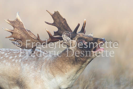 Fallow deer 109 (Dama dama)