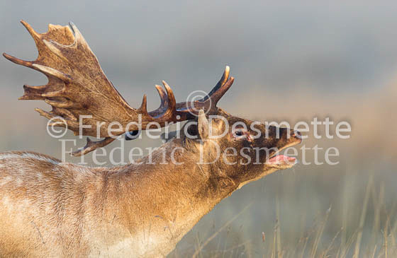 Fallow deer 110 (Dama dama)