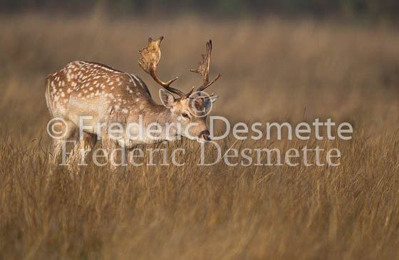Fallow deer 106 (Dama dama)