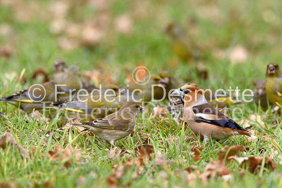 Hawfinch 7 (Coccothraustes coccothraustes)