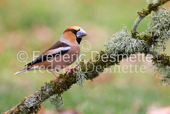 Hawfinch 1 (Coccothraustes coccothraustes)