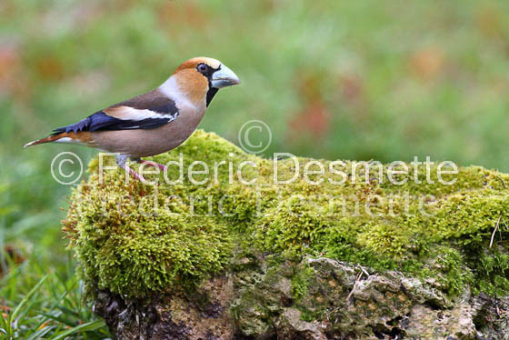 Hawfinch 6 (Coccothraustes coccothraustes)