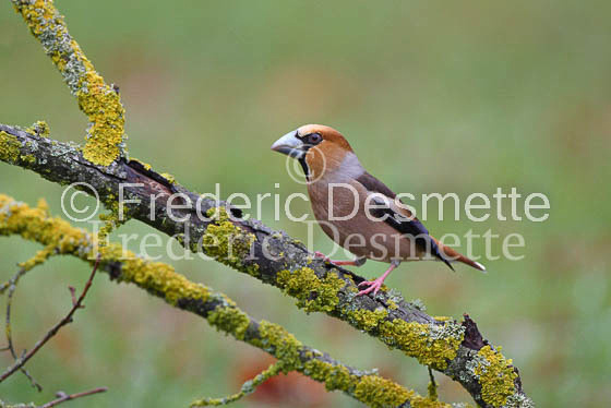 Hawfinch 2 (Coccothraustes coccothraustes)