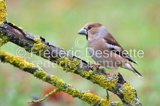 Hawfinch 3 (Coccothraustes coccothraustes)
