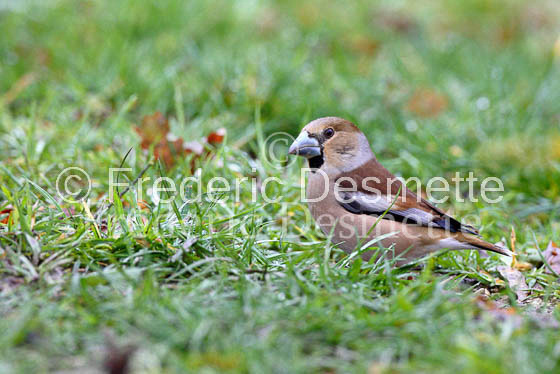 Hawfinch 4 (Coccothraustes coccothraustes)