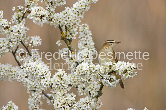 Sedge warbler 8 (Acrocephalus schoenobaenus)