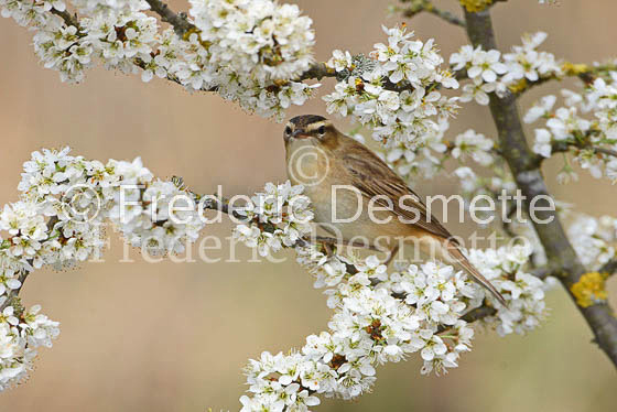 Sedge warbler 9 (Acrocephalus schoenobaenus)