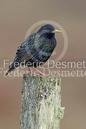 Starling (Sturnus vulgaris)-327
