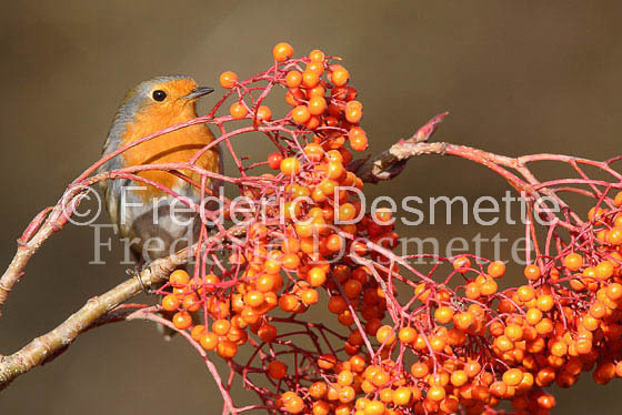 Robin (Erithacus rubecula)-1