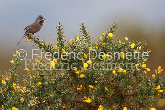 Dartford warbler 4 (Sylvia undeata)
