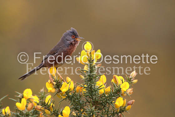 Dartford warbler 6 (Sylvia undeata)