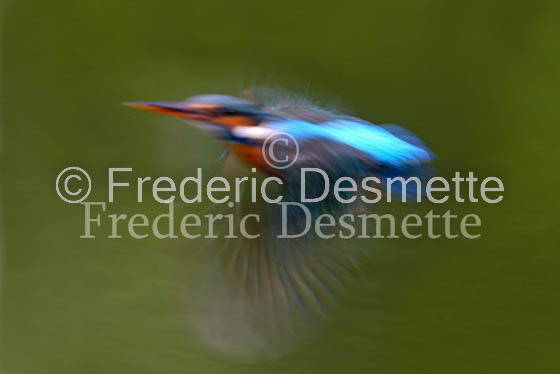 Kingfisher (Alcedo Atthis)-7