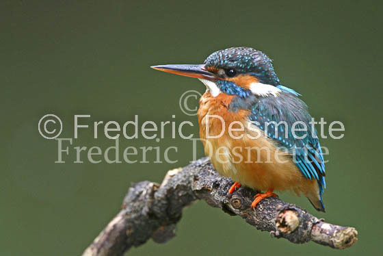 Kingfisher (Alcedo Atthis)-8