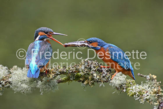 Kingfisher (Alcedo Atthis)-11