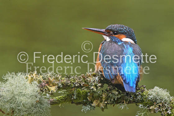 Kingfisher (Alcedo Atthis)-17