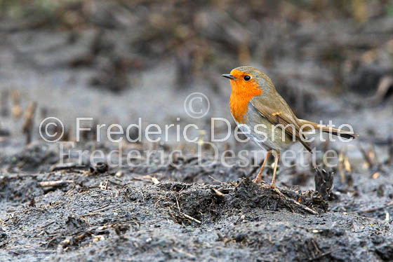 Robin (Erithacus rubecula)-4