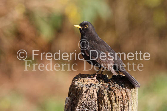 Blacbird (Turdus merula)-3