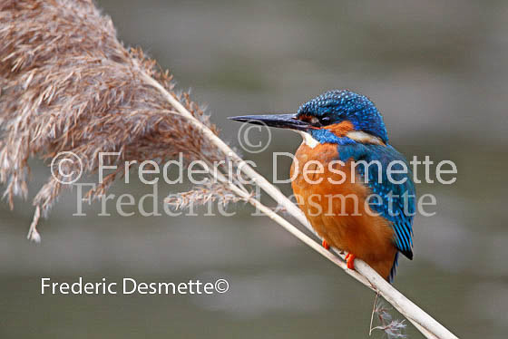 Kingfisher (Alcedo Atthis)-21-2