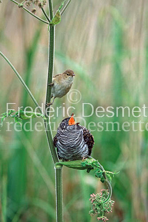 Reed warbler 10 (Acrocephalus scirpaceus)