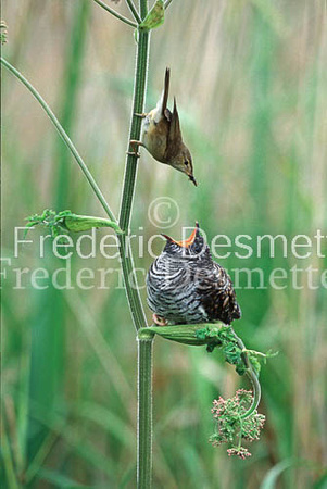 Reed warbler 11 (Acrocephalus scirpaceus)