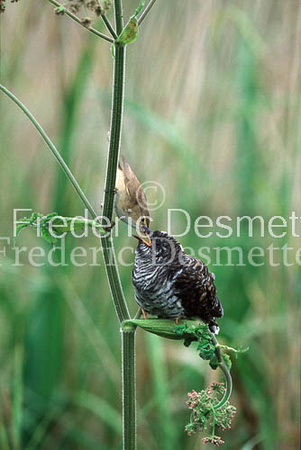 Reed warbler 12 (Acrocephalus scirpaceus)