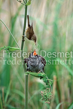 Reed warbler 13 (Acrocephalus scirpaceus)