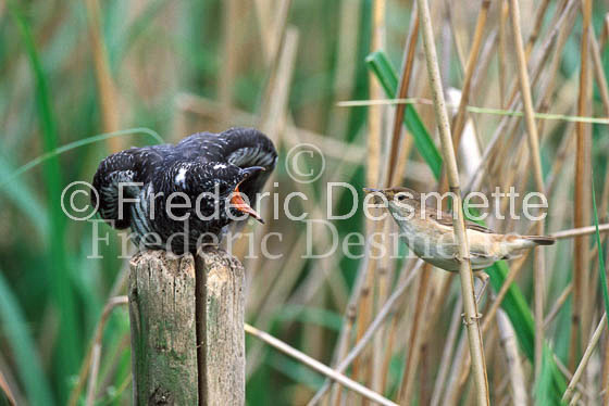 Reed warbler 15 (Acrocephalus scirpaceus)