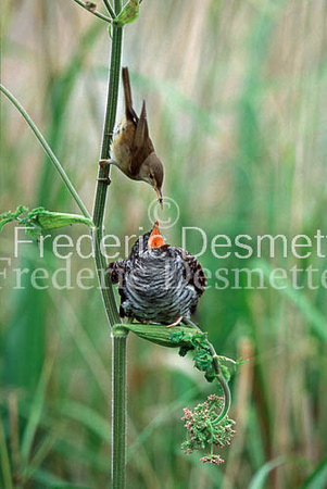 Reed warbler 16 (Acrocephalus scirpaceus)