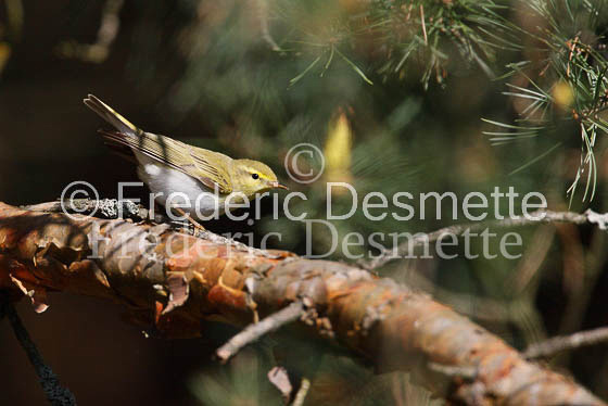 Wood warbler 5 (Phylloscopus sibilatrix)