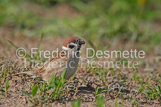 Tree sparrow 1 (Passer montanus)