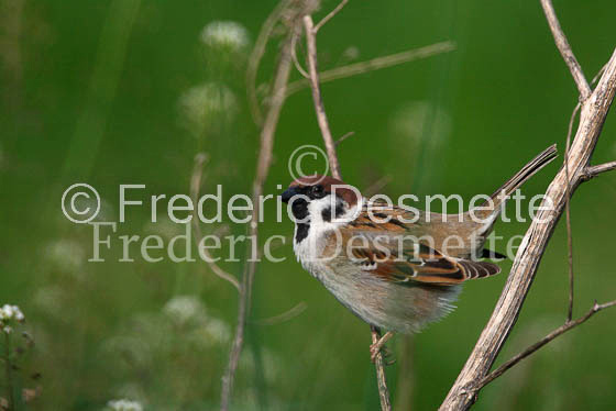 Tree sparrow 2 (Passer montanus)