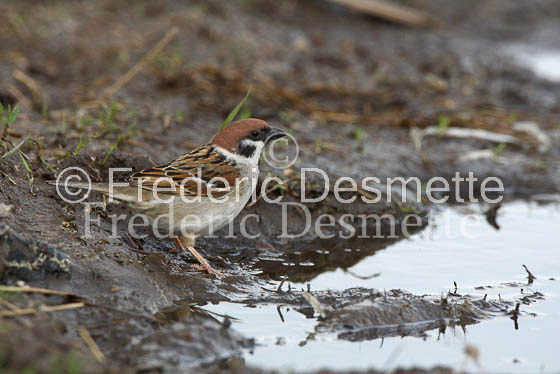 Tree sparrow 3 (Passer montanus)