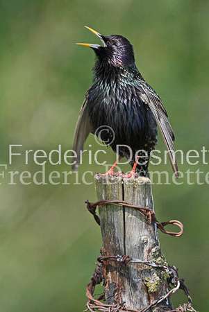 Starling (Sturnus vulgaris)-320